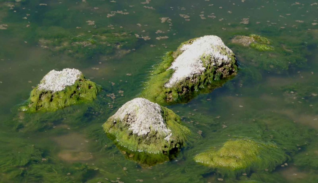 Algae: Somatic Structure of Algae (6 Types)