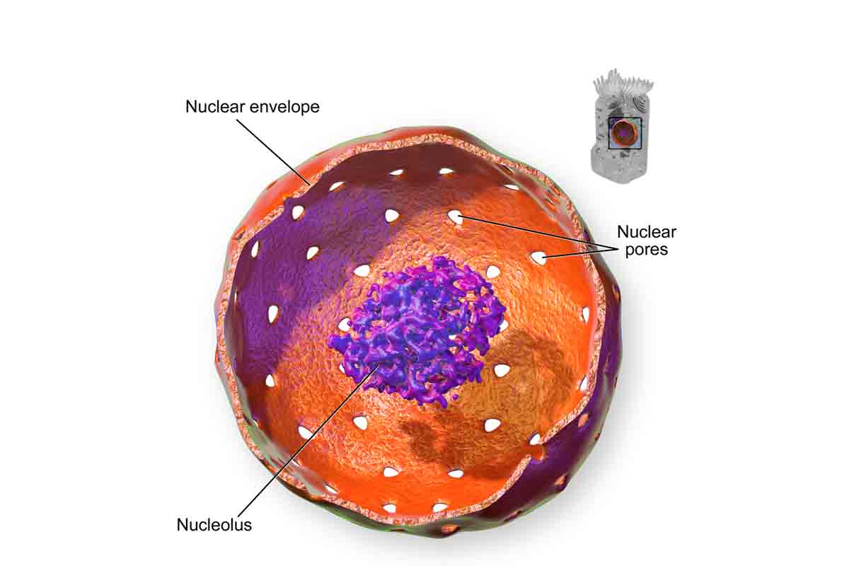 5 Main Parts of Nucleus | Biology